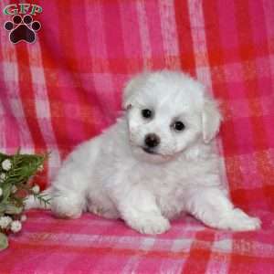 William (Tiny), Bichon Frise Puppy